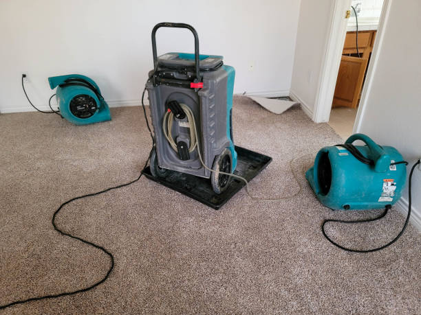 Best Mold removal after water damage  in Shenandoah, PA